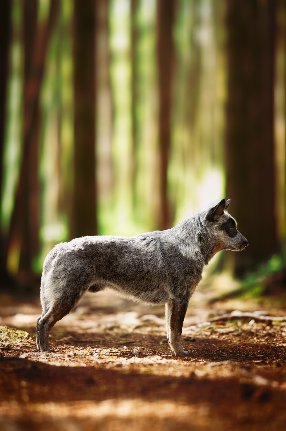 CH. Unbelievable soul Of Willandra Lakes